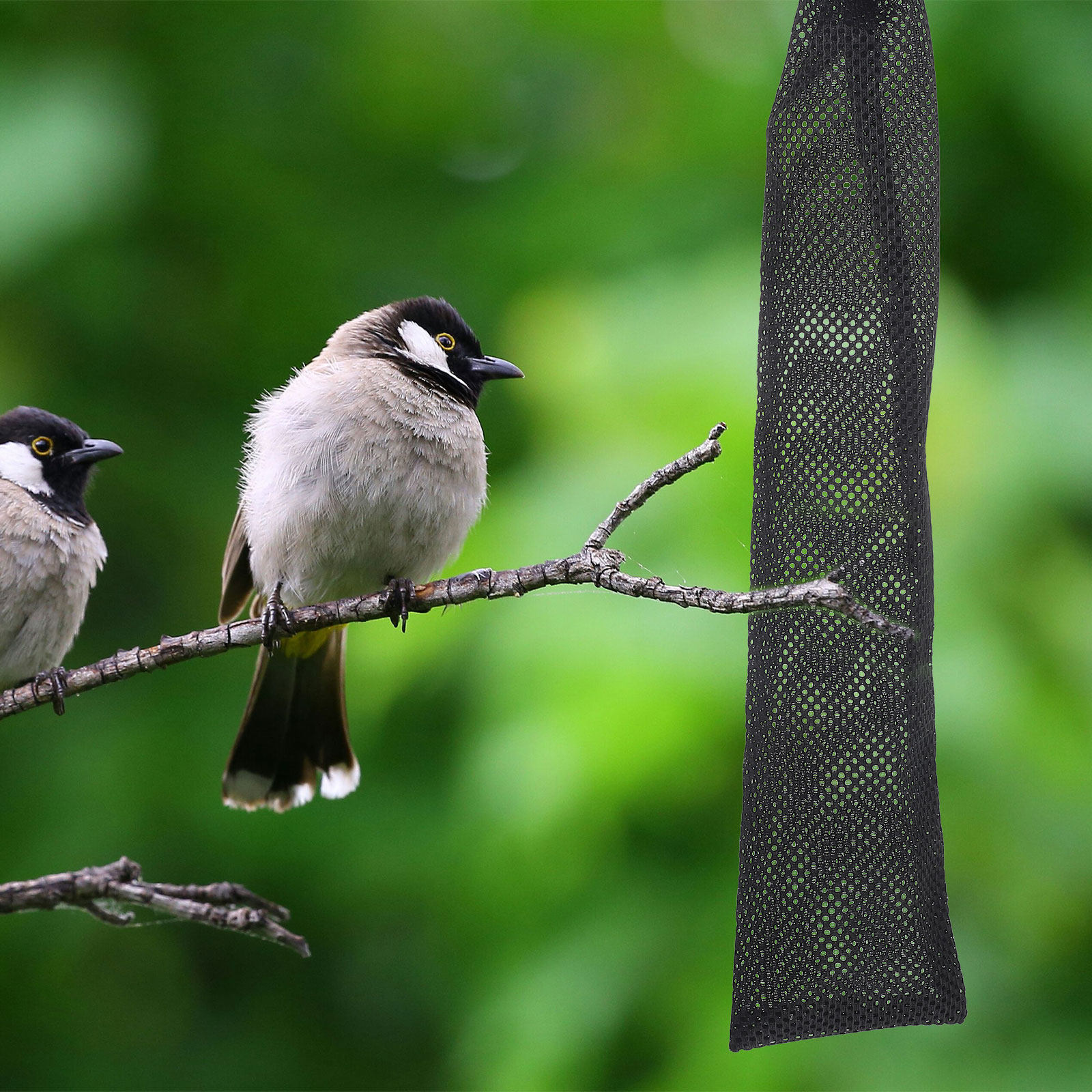 ถุงตาข่ายให้อาหารนก 3 ชิ้น ทำจ - Mesh Feeder Bag บทวิจารณ์และราคา